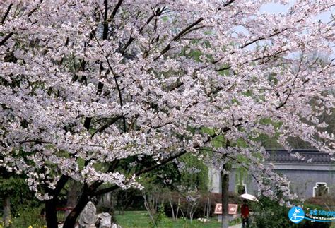 武汉堤角公园樱花开放时间及门票价格 旅泊网