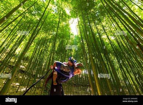 terrace rice field in Vietnam Stock Photo - Alamy