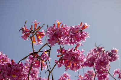 Handroanthus Impetiginosus Mart Ex DC Mattos Colombian Plants