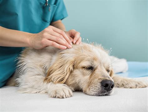 Holistic Options for Pain Management - Pet Health MD
