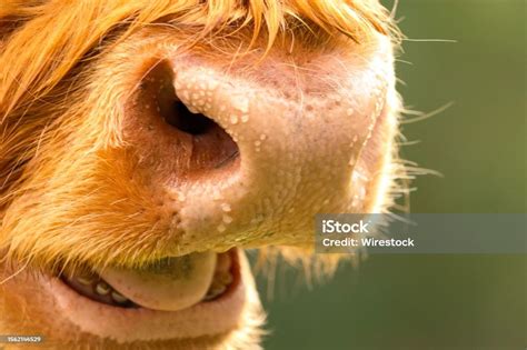 Show Scottish Highland Cattle Close Up Nose Wet Nose With Drops Sweating For Heat Regulation