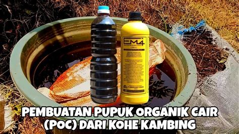 Pembuatan Pupuk Organik Cair Dari Kohe Kambing Youtube