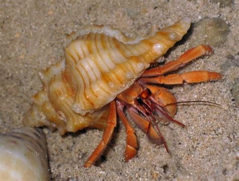 Terrestrial Land Hermit Crab Care The Importance Of Salt Water