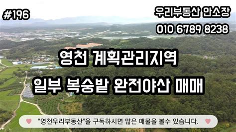 영천 도림동 계획관리지역 준보전산지 일부 복숭밭 완전야산매매 Youtube