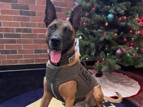 Saginaws K9 Ares Receives Donated Protective Vest