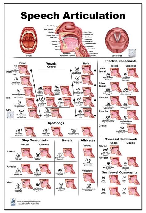 Amazon Blue Tree Publishing Speech Articulation Anatomy Poster