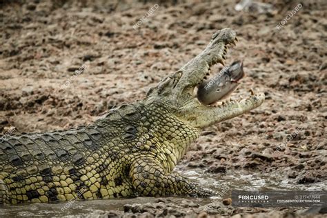 Close Up Of Nile Crocodile Crocodylus Niloticus Swallowing A Fish