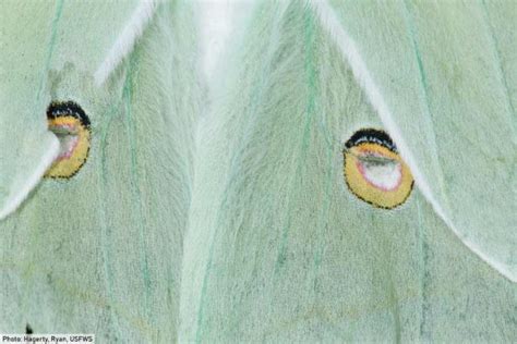 Luna Moth Facts Luna Moth Pictures And Information Discover One Of