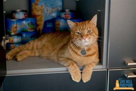 9 Lives' Morris the Cat Helps Us Help Hungry Kitties #MorrisFeeds ...