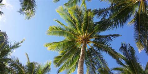 Palm Tree Maintenance 101 | Guide to Perfect Palm Tree Care - Action ...