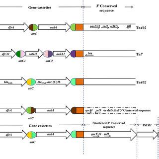 (PDF) Integrons in Enterobacteriaceae: Diversity, distribution and epidemiology