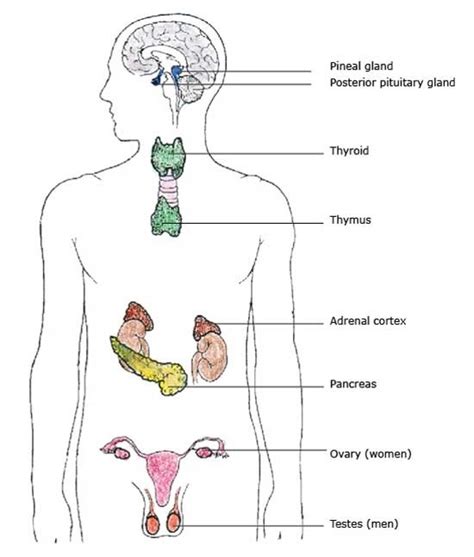 The Endocrine System Test 9 Human Anatomy And Physiology Diagram Quizlet