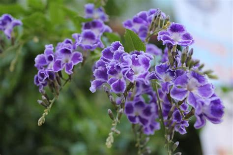 Details Imagen Flores Moradas Con Blanco Abzlocal Mx