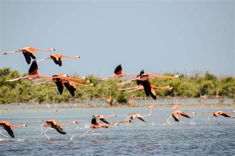 5 Day Amboseli Lake Nakuru Masai Mara GetYourGuide