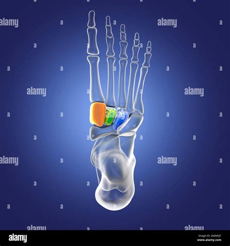 Cuneiform Bones Of The Foot Illustration Stock Photo Alamy