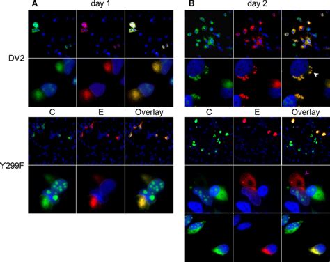 Huh7 Cells Were Electroporated With In Vitro Transcribed Dv2 Or