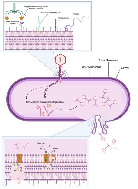 Bacteriophage Adsorption Replication And Release Of Phage Progeny Download Scientific