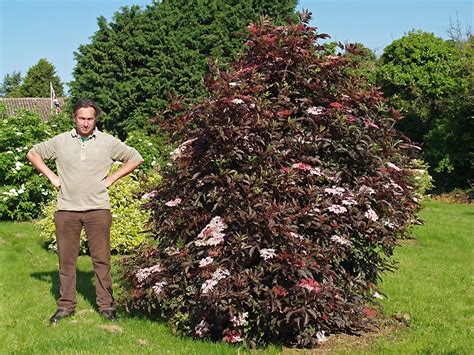 Sambucus Nigra Thundercloud Cotswold Garden Flowers