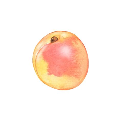 Premium Vector Watercolor Apricot Fruit Hand Drawn Organic Food