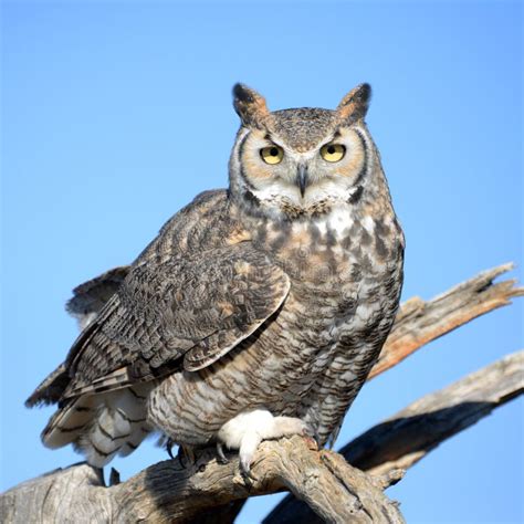 Great-horned Owl Standing, Arizona, USA Stock Photo - Image: 66494396