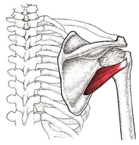 Teres Minor