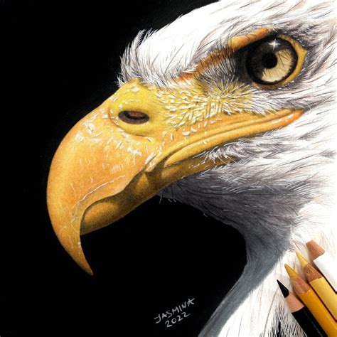 Colored pencil drawing: a Bald Eagle by JasminaSusak on DeviantArt