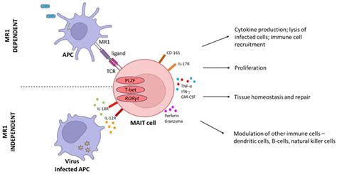 MAIT Cell Directed Therapy For Tuberculosis Infection Encyclopedia MDPI