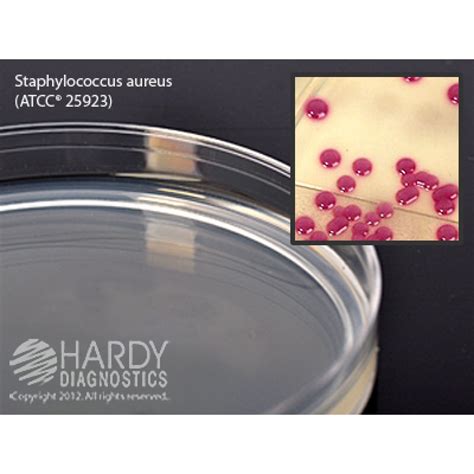 Hardy Diagnostic G311 Dry Culture Media Hardychrom Staph Aureus Plate