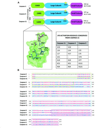 Protein Domain And Sequence Alignments Of The Non Canonical Caspases