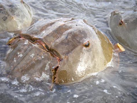 News and Hairstyles: horseshoe crab blue blood