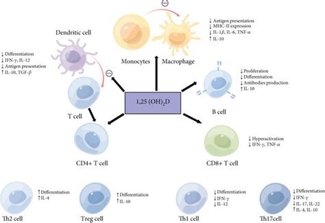 A Review Of Anti Inflammatory And Immunoregulation Of 1 25 Oh 2d On