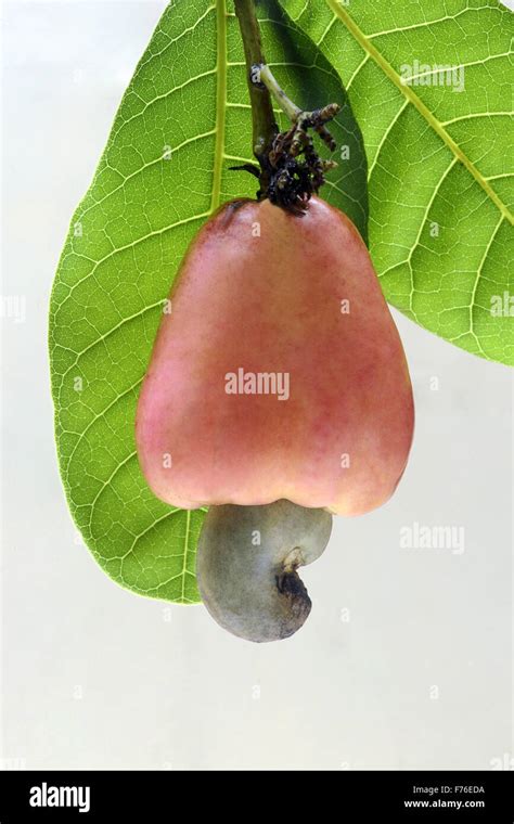 Cashew Fruit Tree Cashew Tree Cashew Nut Tree Trivandrum Kerala