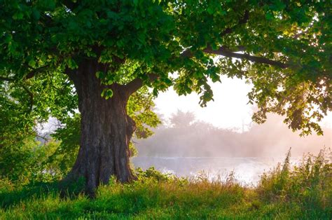 12 Feng Shui Tips for Trees | Red Lotus Letter