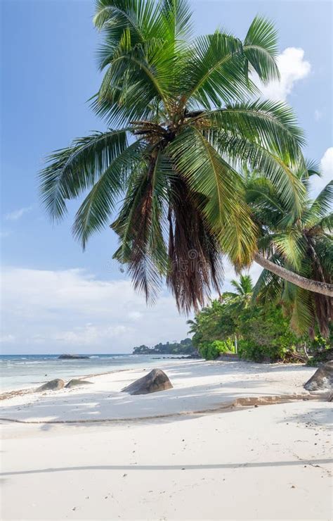 Tropical Beach with Palm Trees Stock Photo - Image of nature, coastline: 271587280