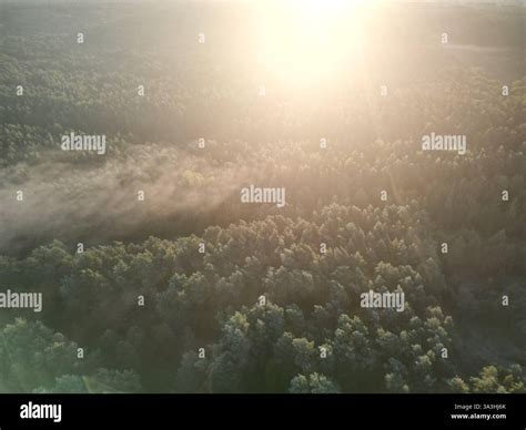 aerial view misty forest sunrise  res stock photography  images
