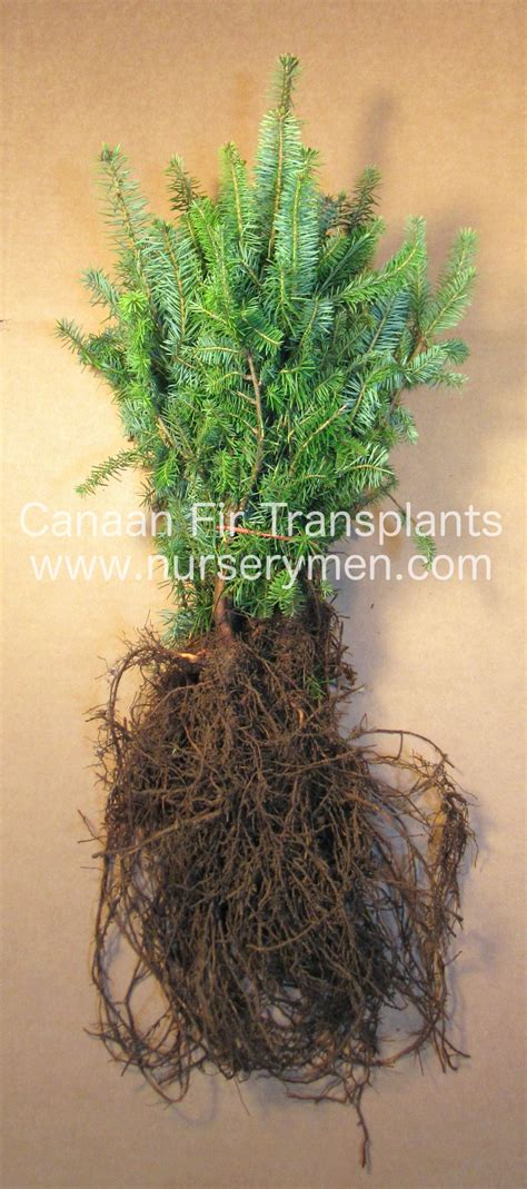 Canaan Fir Transplants - Evergreen Trees For Sale