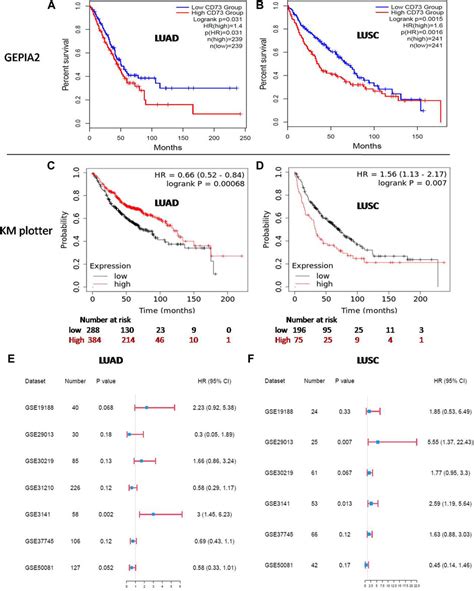 Frontiers Cd73 Severed As A Potential Prognostic Marker And Promote