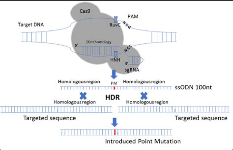 Figure 1 From Detection Of Crispr Cas9 Mediated Mutations Using A Carbon Nanotube Modified