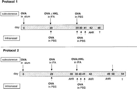 Immunization Protocols Protocol 1 Balb C Mice Were Primed In The Download Scientific Diagram