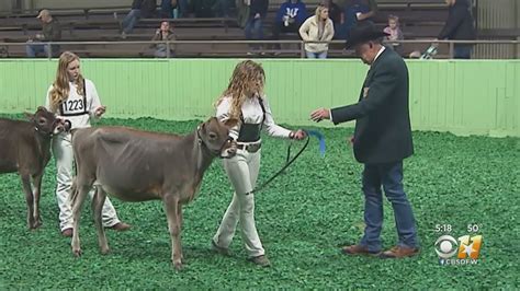 A Look Inside The Dairy Cattle Show Youtube