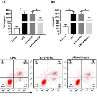 Mir P Alleviated Lps Induced Inflammatory Response And Apoptosis