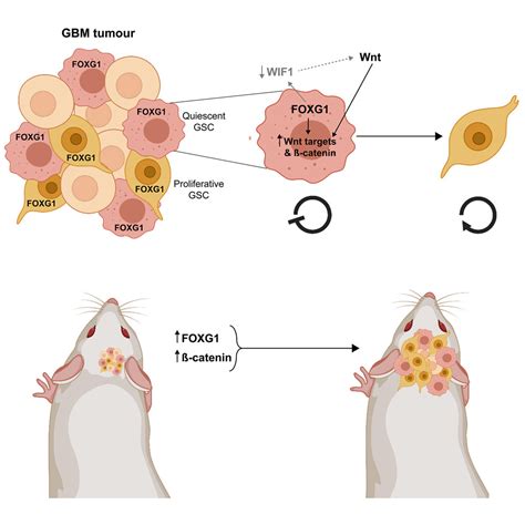 Elevated Foxg In Glioblastoma Stem Cells Cooperates With Wnt Catenin