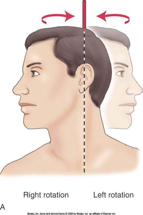 Left And Right Rotation A Bone Revolves Around Its Own Longitudinal Axis