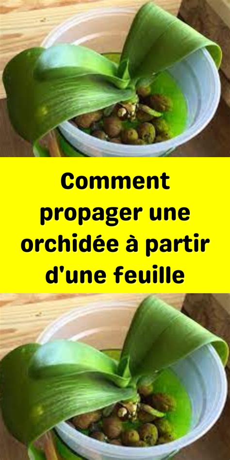 Comment Propager Une Orchid E Partir D Une Feuille Potager Bio