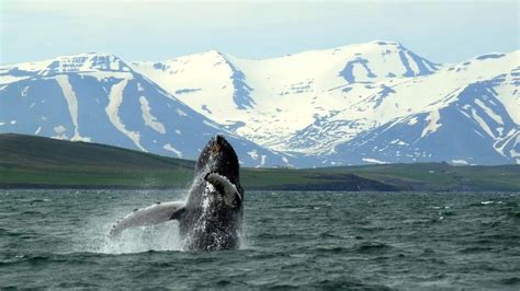 6 Day Iceland Ring Road Tour - Winter - Iceland Travel Guide