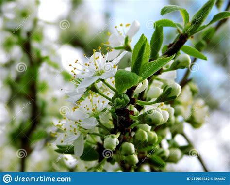 Arbusto Florido Hermosas Flores Blancas Espino Negro Foto De Archivo