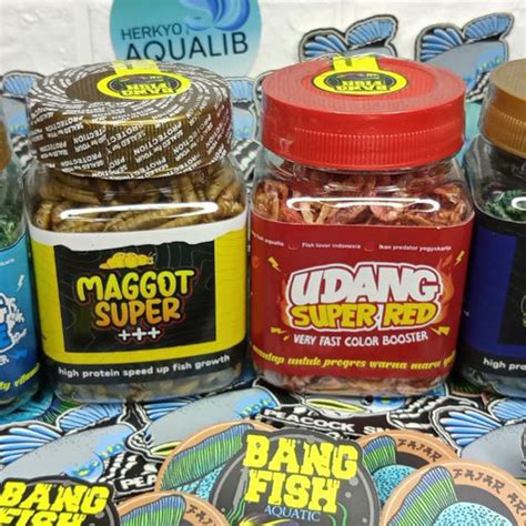 Jual Maggot Udang Blue Red Yellow Bang Fish X Fajar Arief Maggot