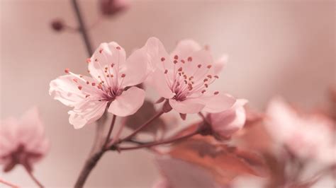 Hintergrundbilder Blumen Natur Fotografie Makro Ast Kirschblüte