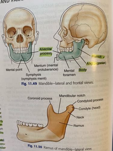 RADT 2090 Ch11 TMJ Mandible Flashcards Quizlet