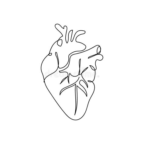 Human Heart With Blood Vessels One Line Art Continuous Line Drawing Of